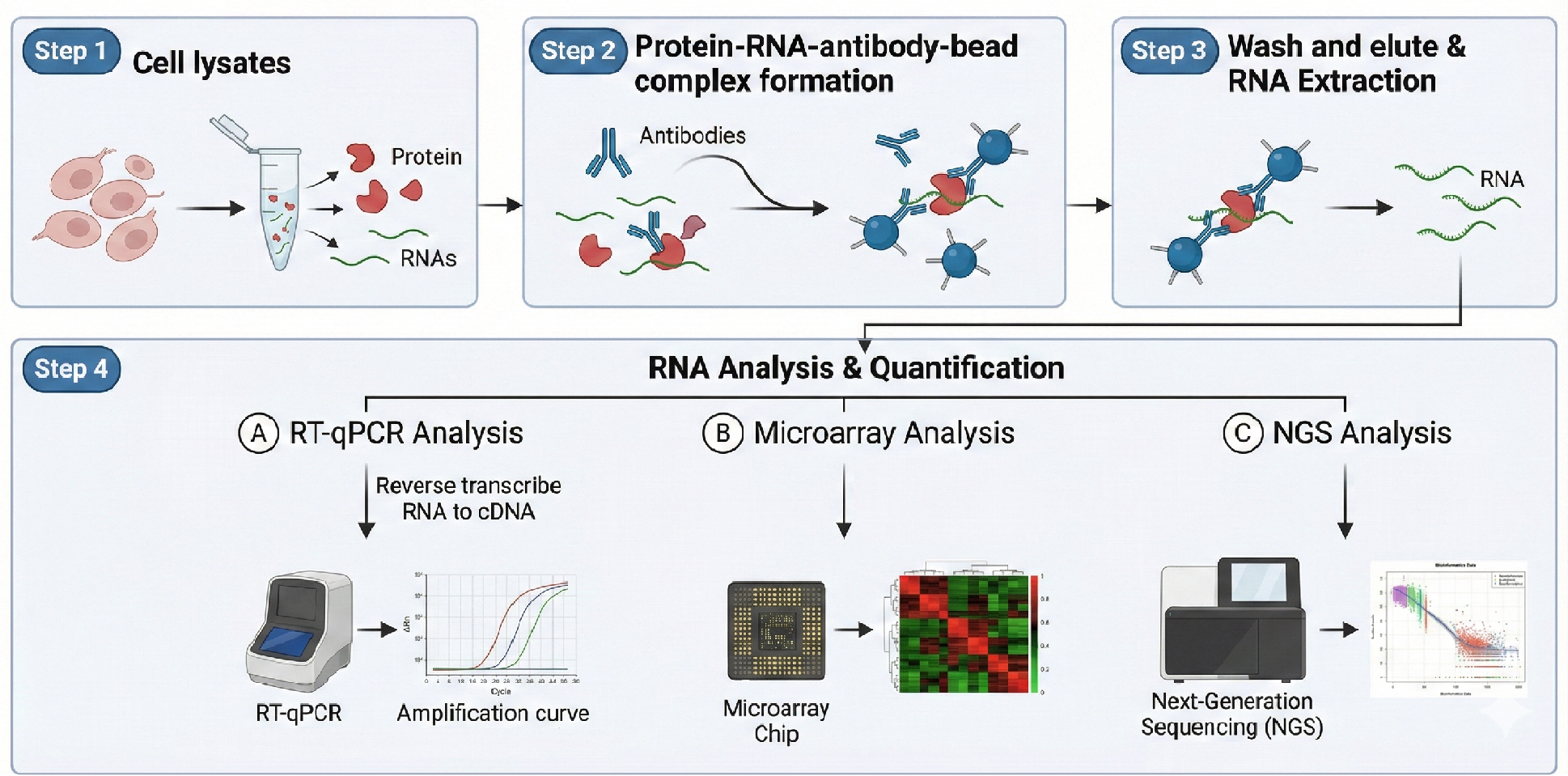 rna-immunoprecipitation-rip-service-1