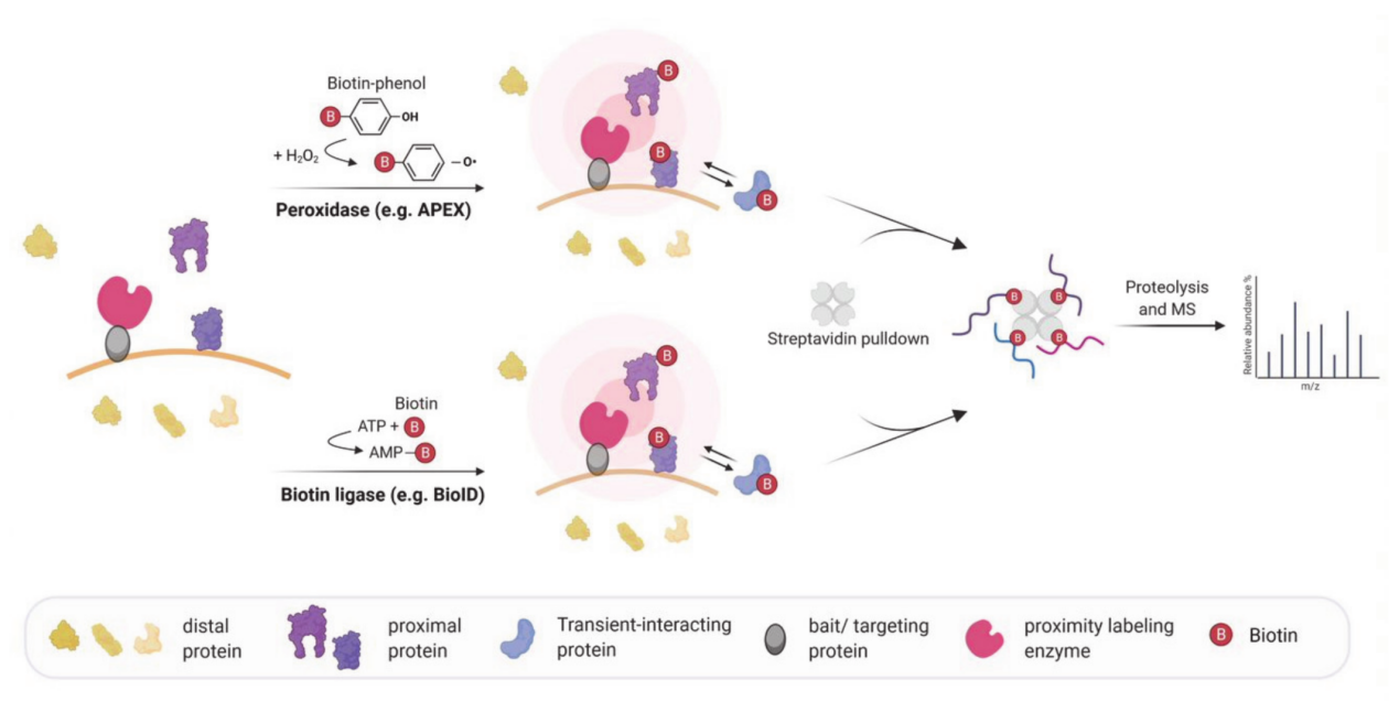 rna-proximity-labeling-service1