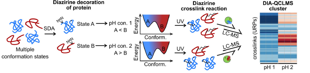 photocrosslinking-mass-spectrometry-service1
