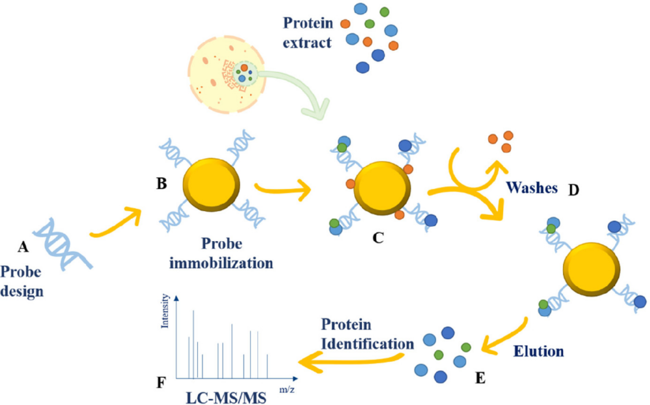 Protein-DNA Interaction Analysis Service | MtoZ Biolabs