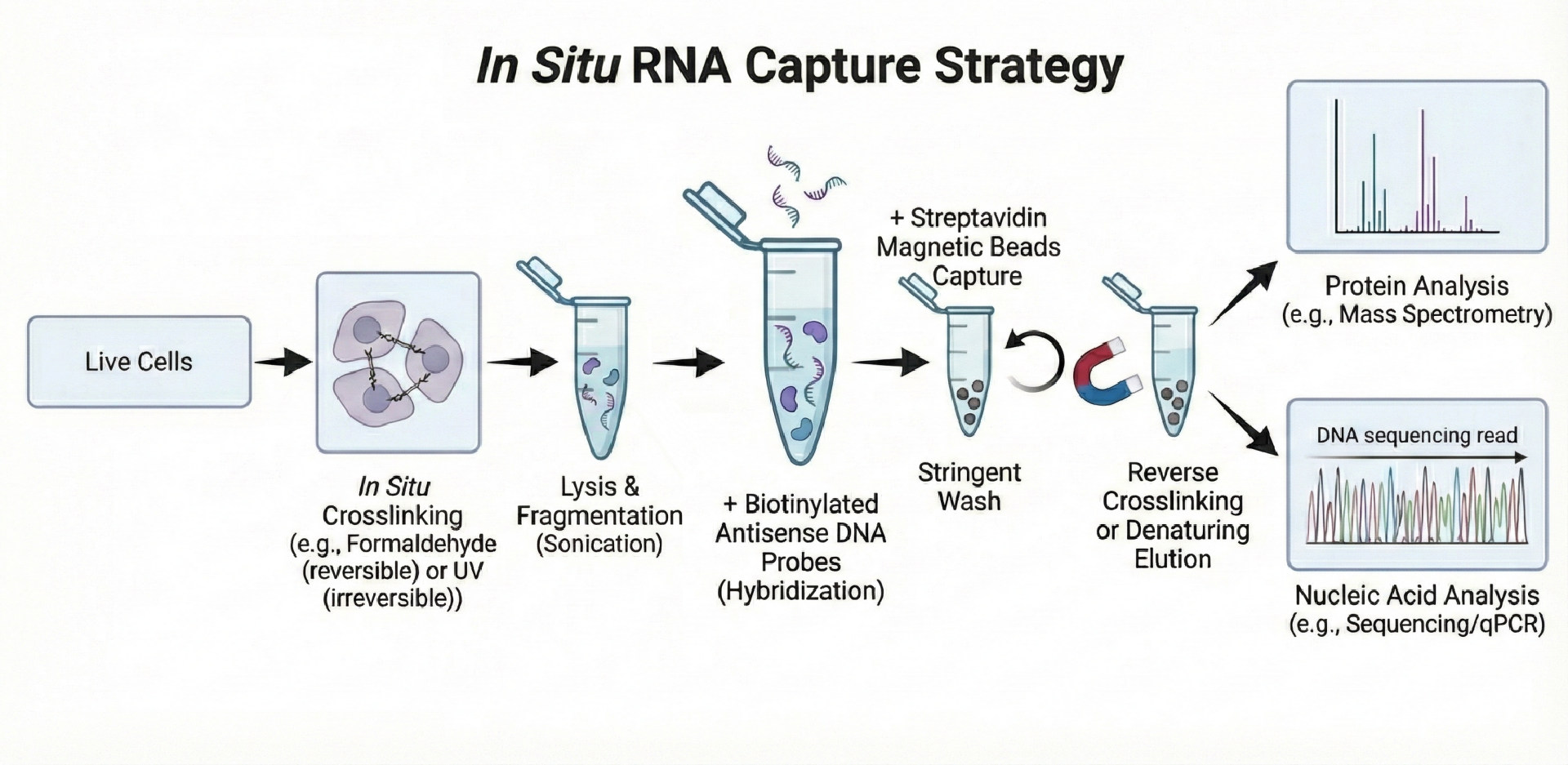 rna-pull-down-service-2