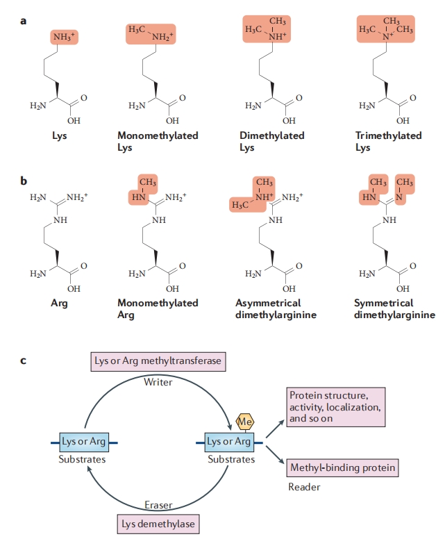 plant-methylation-proteomics-analysis-service1.jpg