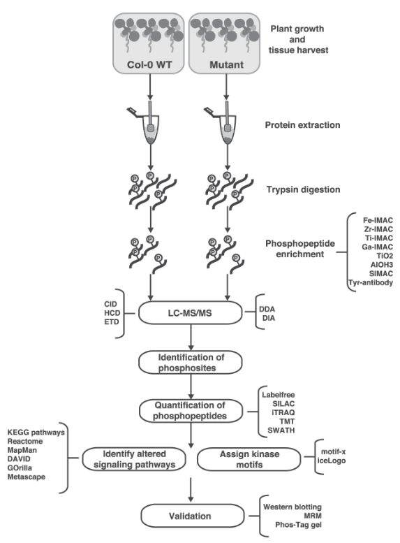 plant-phosphoproteomics-analysis-service-2