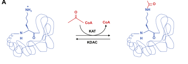 plant-acetyl-proteomics-analysis-service-1