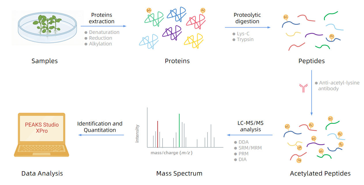 plant-acetyl-proteomics-analysis-service-2
