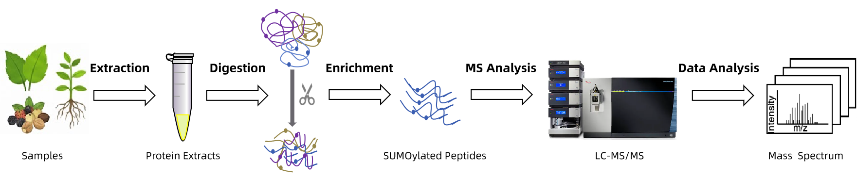 plant-sumo-proteomics-service-1