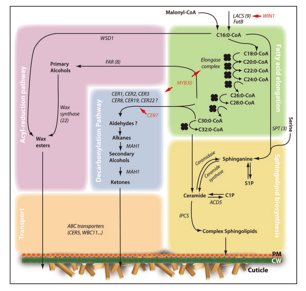 very-long-chain-fatty-acids-profiling-service1