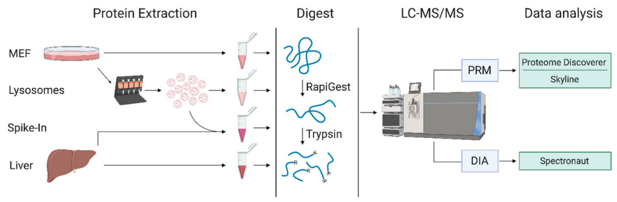 lysosomal-proteomics-service1