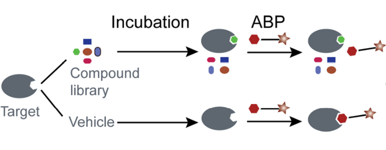 competitive-activity-based-protein-profiling-abpp-service1