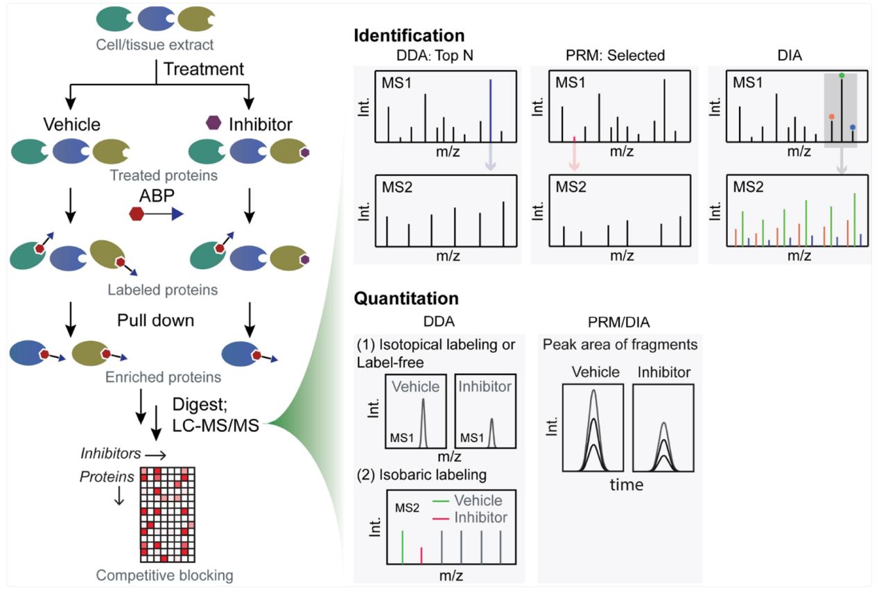 competitive-activity-based-protein-profiling-abpp-service2