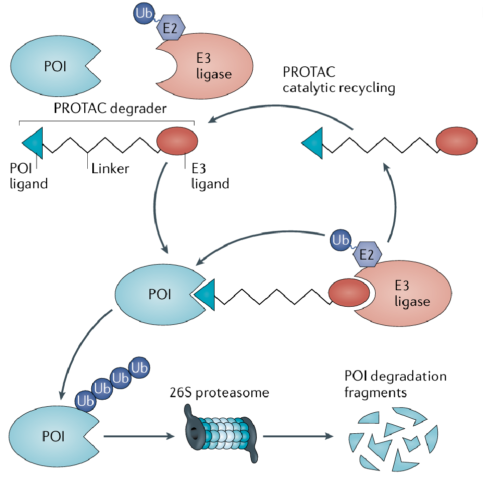 PROTAC Based Target Validation Analysis Service | MtoZ Biolabs