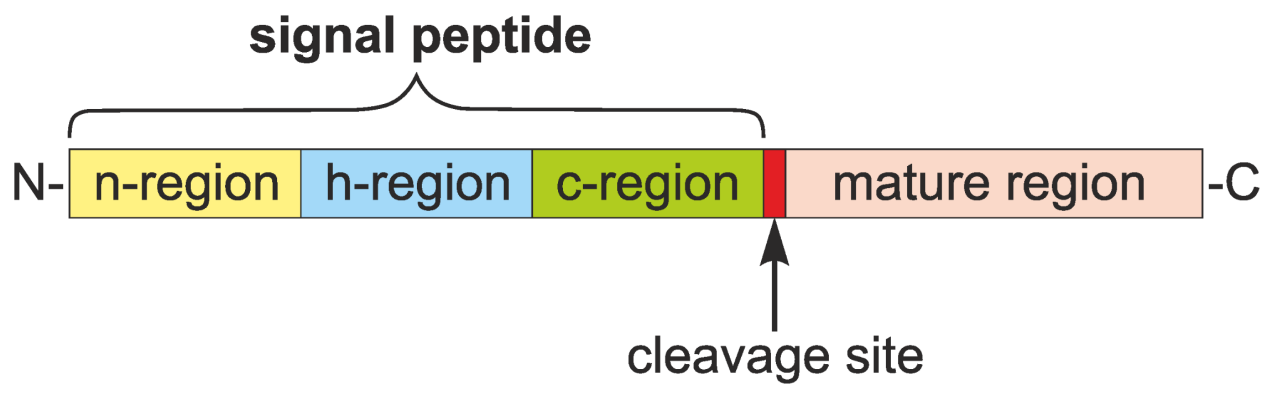 signal-peptide-cleavage-confirmation-service1