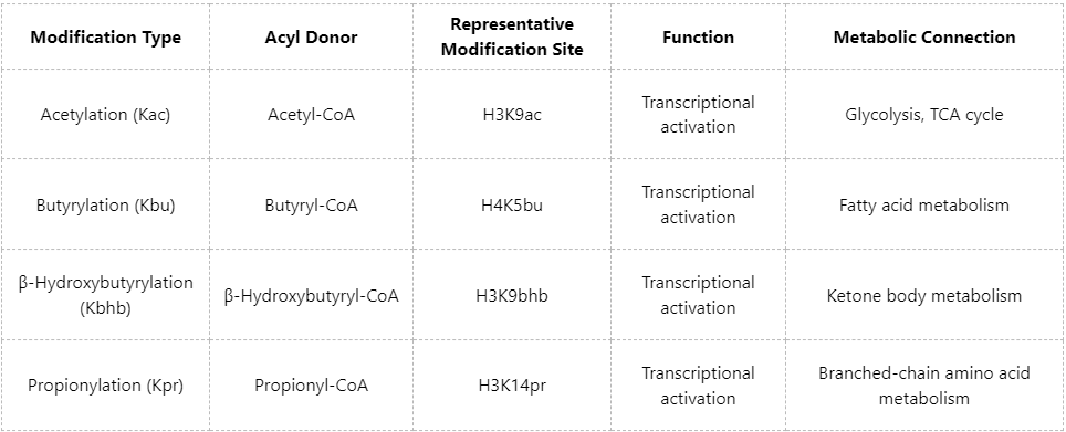 what-is-histone-beta-hydroxybutyrylation-kbhb