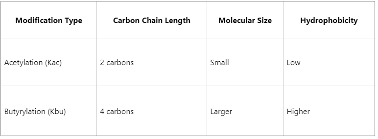 what-is-histone-butyrylation-kbu