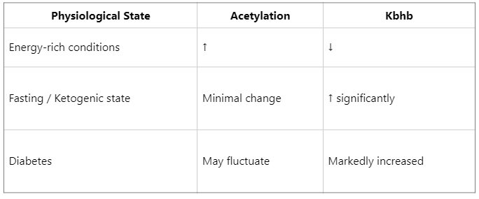 what-is-the-difference-between-histone-kbhb-and-acetylation-2