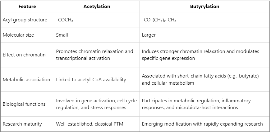 what-is-the-difference-between-histone-butyrylation-and-acetylation