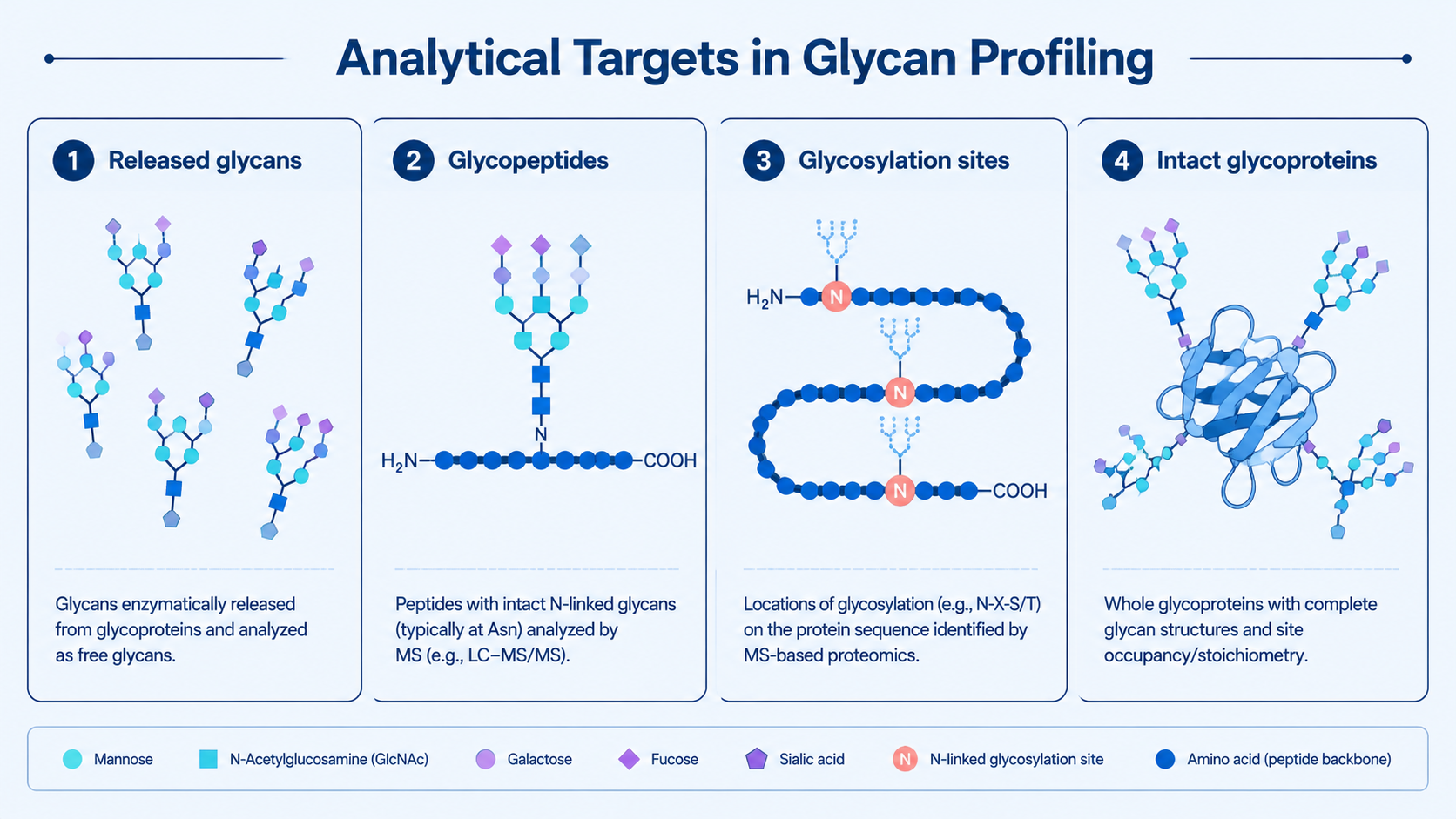 Comparison of glycan profiling targets: released glycans, glycopeptides, glycosylation sites, and intact glycoprotein forms.
