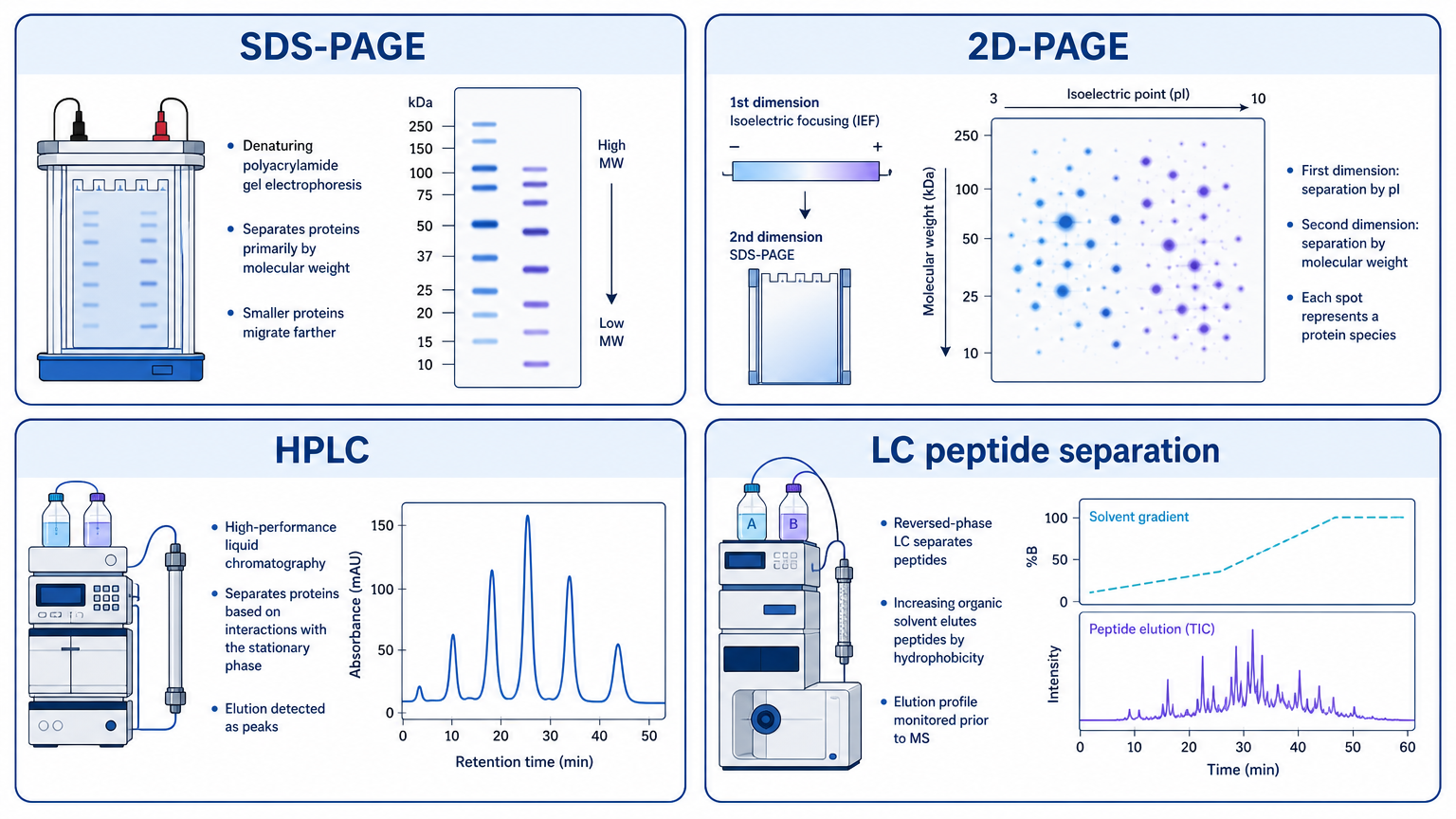 Protein separation methods including SDS-PAGE, 2D-PAGE, HPLC, and LC peptide separation before MS analysis.