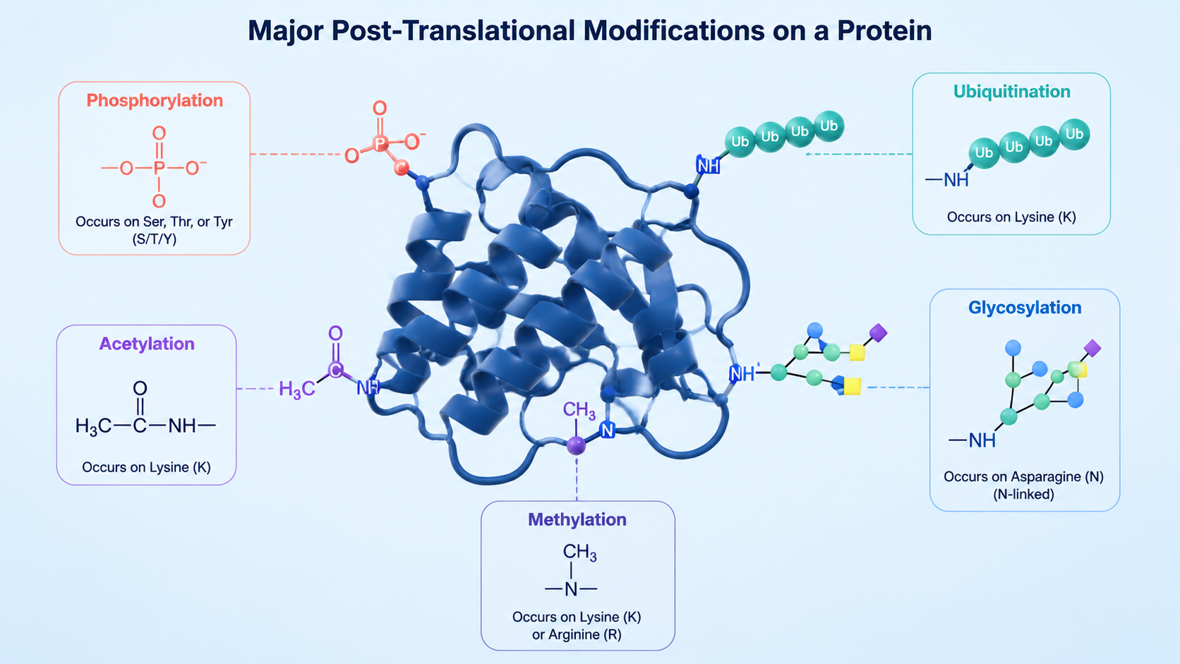 Major PTM types mapped onto a protein, including phosphorylation, acetylation, ubiquitination, glycosylation, and methylation.