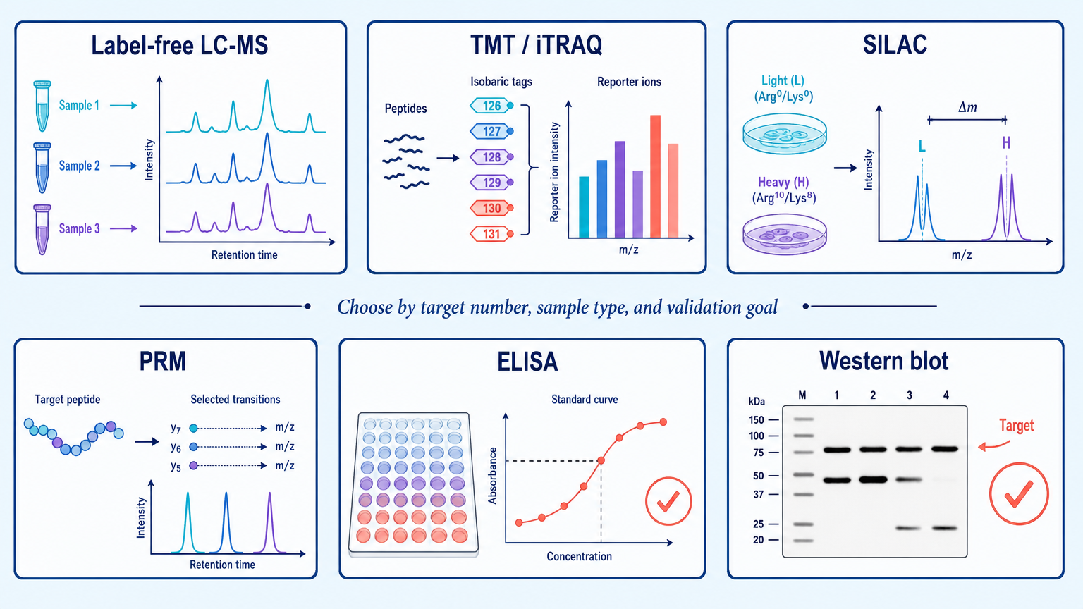 Protein quantification strategies comparing label-free LC-MS, TMT/iTRAQ, SILAC, PRM, ELISA, and Western blot.