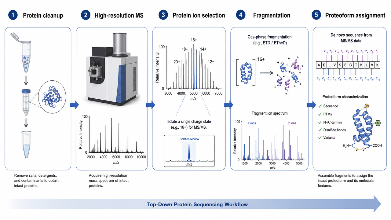Top-down workflow from intact protein preparation to high-resolution MS, fragmentation, and proteoform assignment.