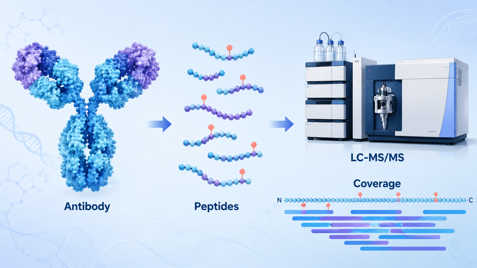 Cover image for antibody peptide mapping by LC-MS/MS