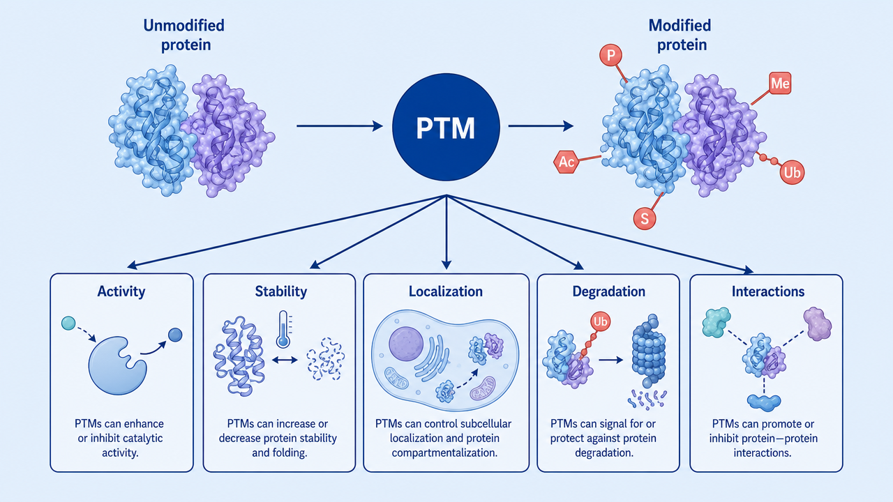 Mechanisms by which PTMs affect protein activity, localization, stability, and degradation.