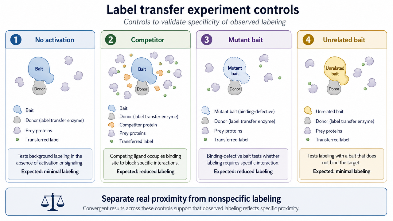 Quality controls for label transfer experiments, including no activation, competitor, mutant bait, and nonspecific labeling checks.