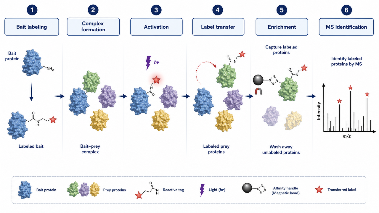 Workflow for label transfer protein interaction analysis: bait labeling, complex formation, activation, transfer, enrichment, and MS identification.