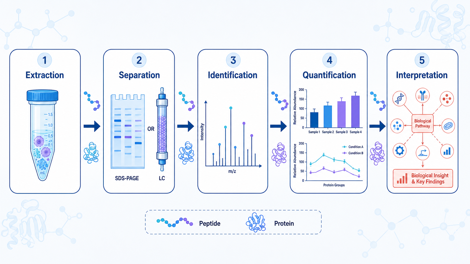 Protein analysis workflow from sample extraction to separation, identification, quantification, and biological interpretation.