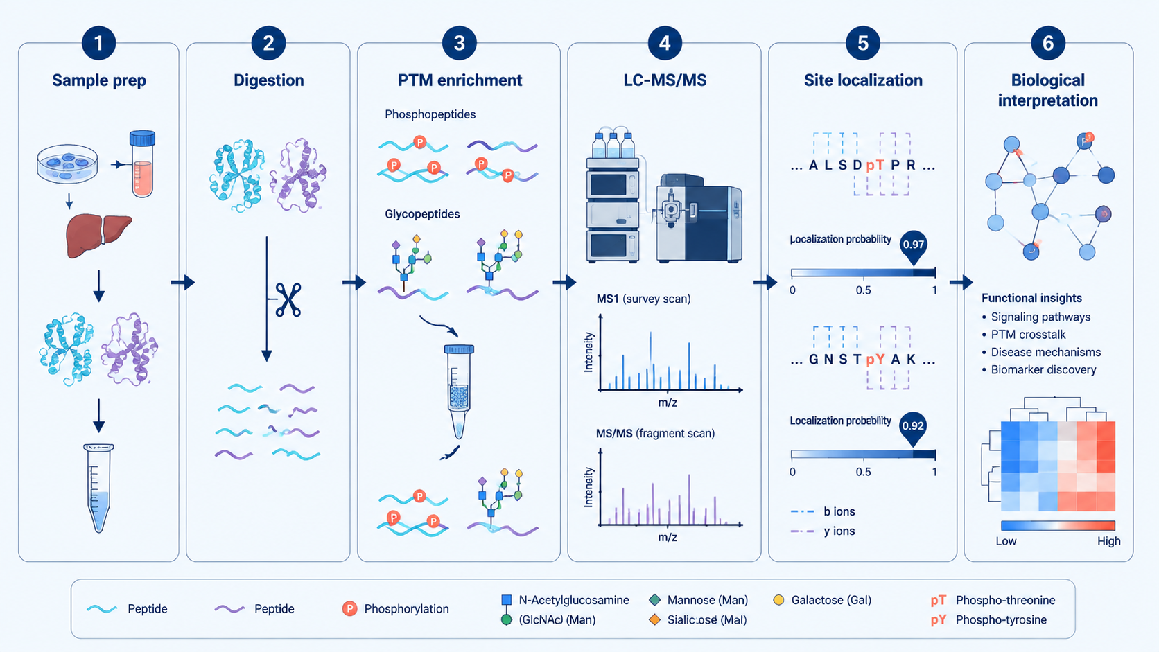 PTM mass spectrometry workflow from sample preparation and enrichment to site localization and biological interpretation.