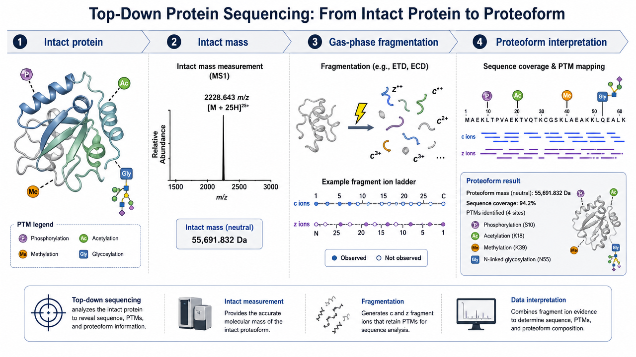Top-down protein sequencing concept showing intact protein ion measurement, fragmentation, and proteoform interpretation.