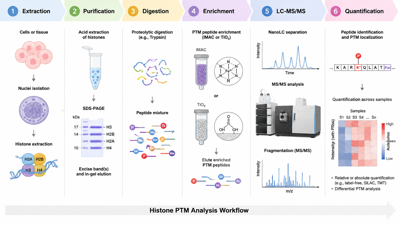Workflow for LC-MS histone PTM detection showing extraction, purification, digestion or derivatization, enrichment, LC-MS/MS, and PTM quantification.