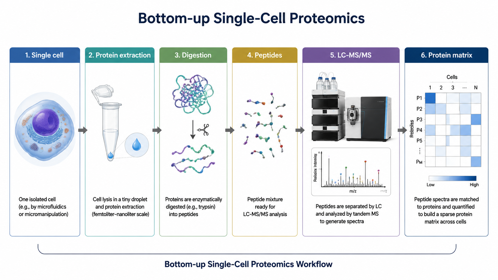 Bottom-up single-cell proteomics overview showing single cells, nanoliter sample processing, peptide digestion, LC-MS/MS, and protein abundance matrix.