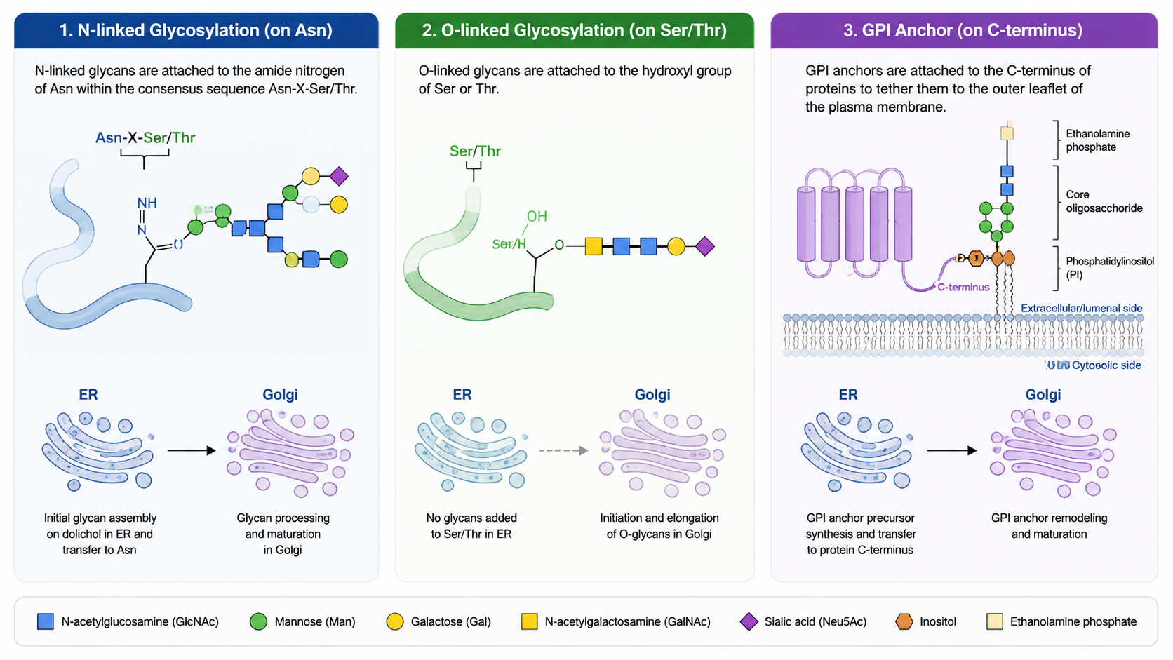 Overview of N-linked, O-linked, and GPI anchor glycosylation on proteins.