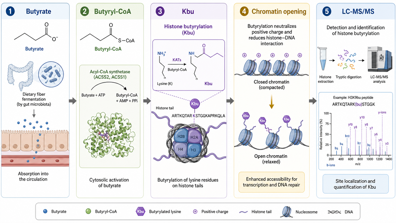 Overview of histone butyrylation showing lysine Kbu, butyryl-CoA donor, chromatin relaxation, and LC-MS/MS detection.