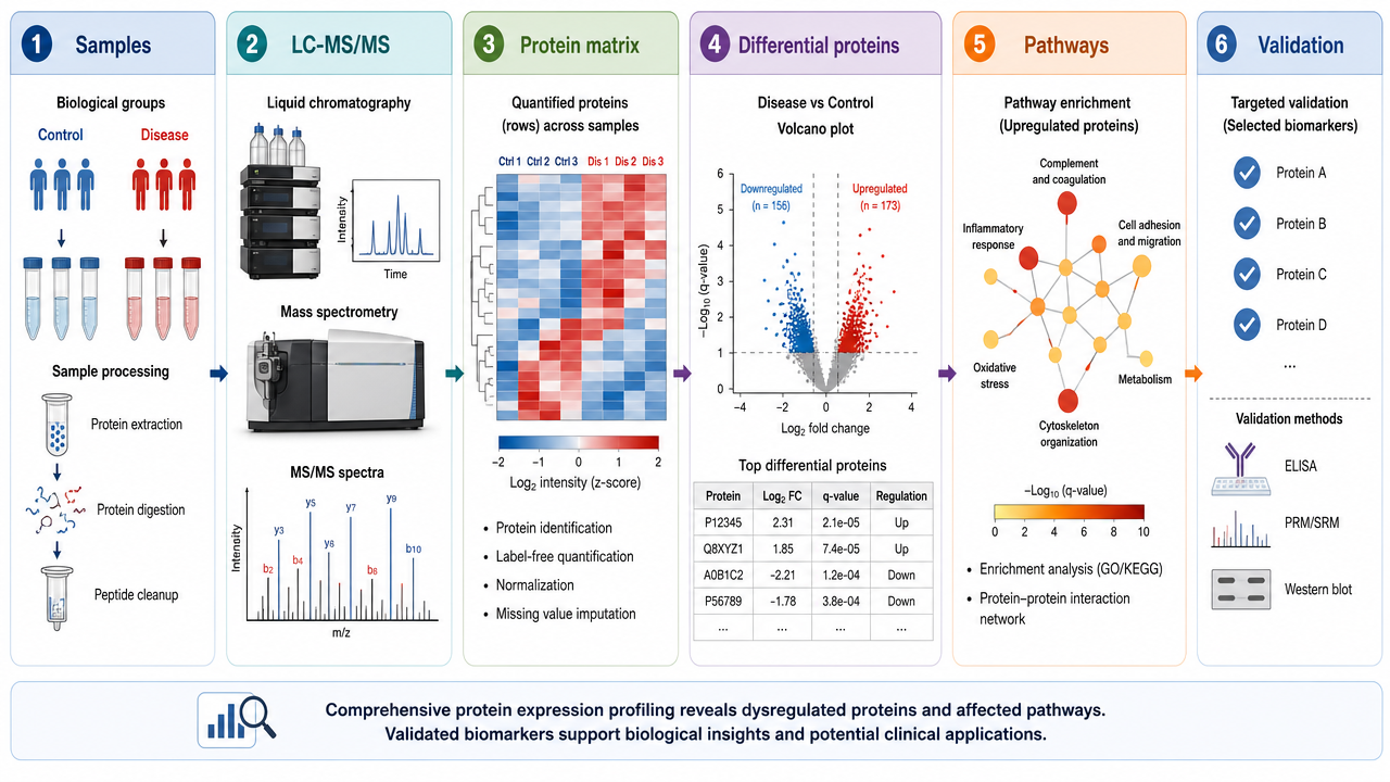 Protein expression profiling overview showing samples, LC-MS/MS, quantitative matrix, differential proteins, pathways, and validation.