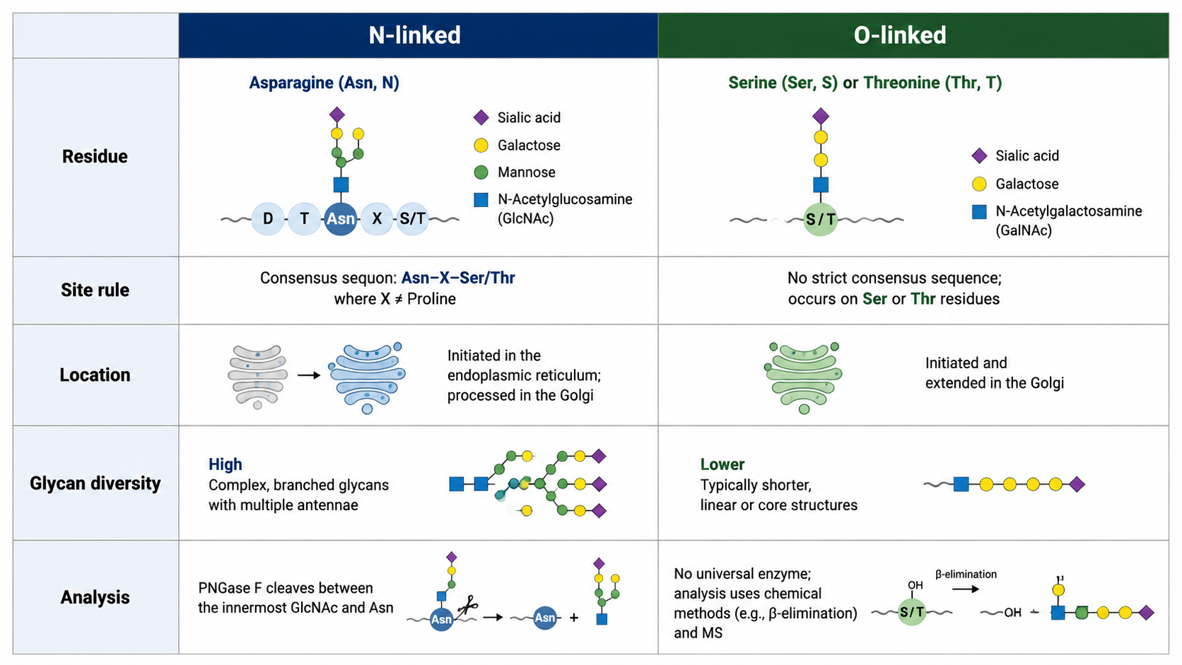 Comparison of N-linked and O-linked glycosylation showing attachment residues, biosynthetic location, structural diversity, and analytical considerations.