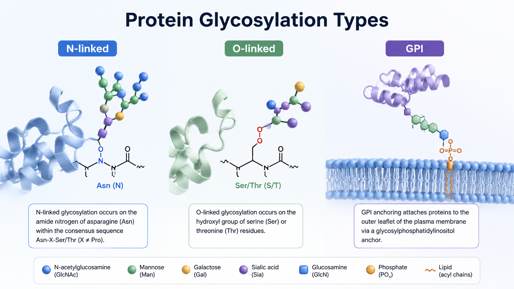Cover image for main types of protein glycosylation