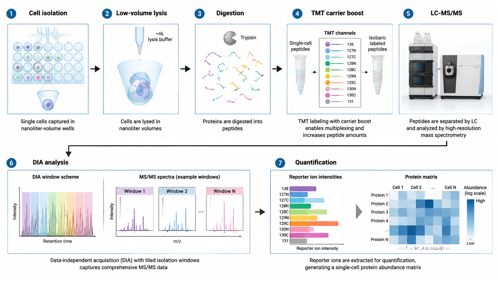 Workflow for bottom-up single-cell proteomics showing cell isolation, low-volume lysis, digestion, TMT carrier boost, LC-MS/MS, and protein quantification.