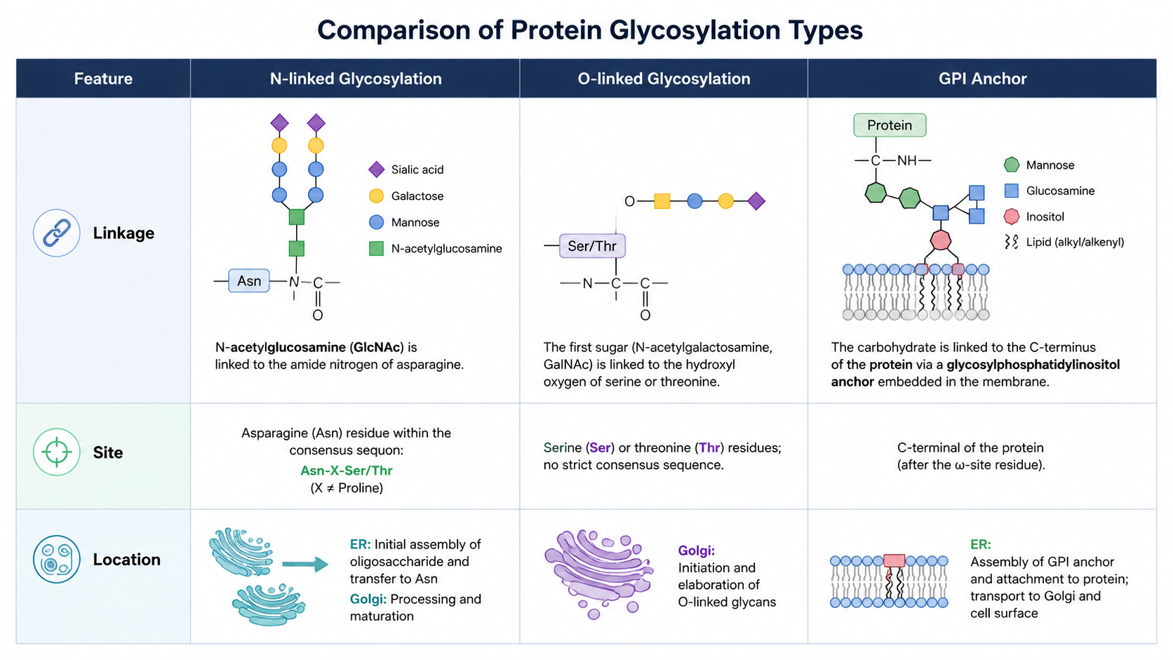 Comparison of N-linked, O-linked, and GPI anchor glycosylation.