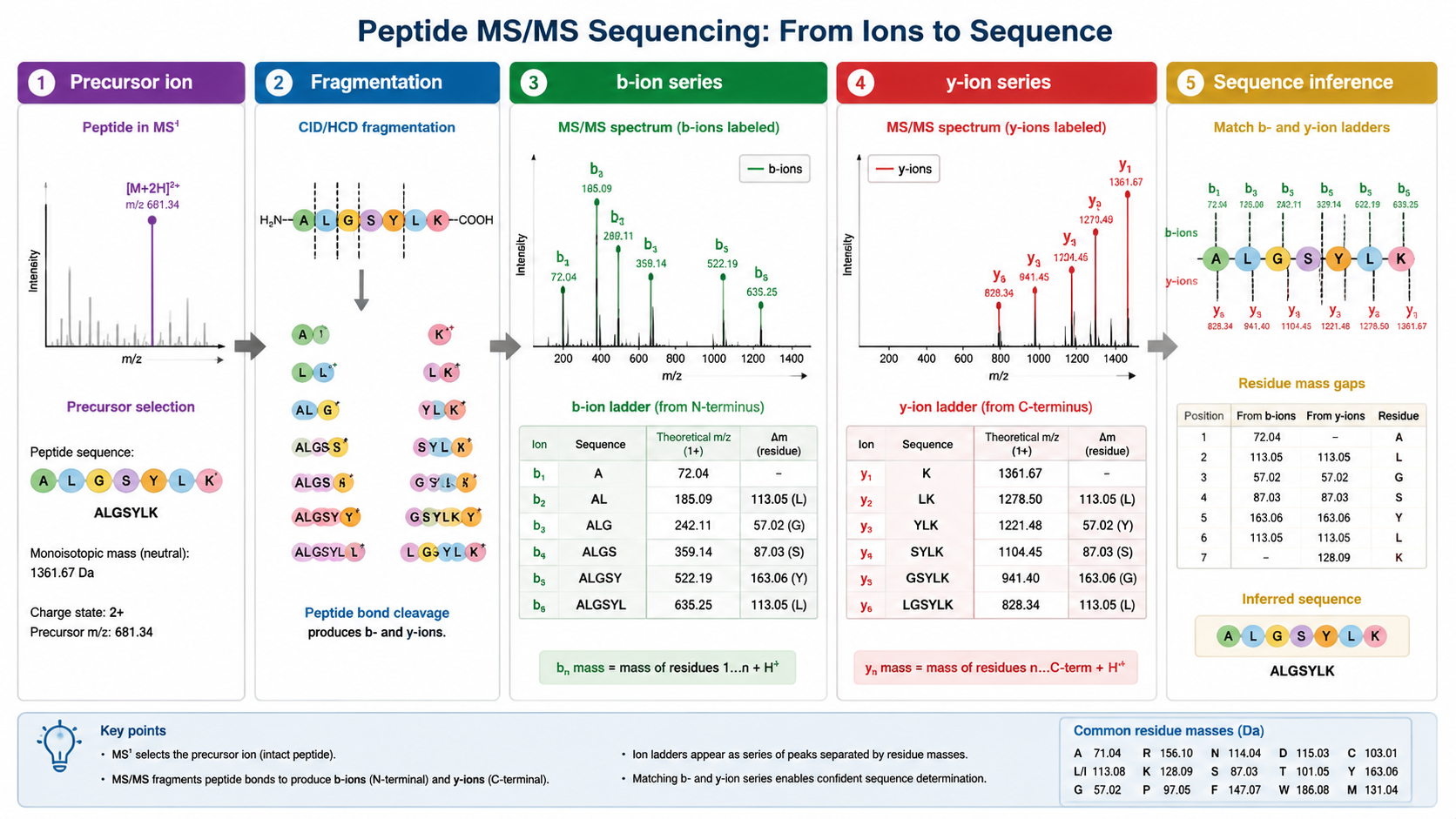 MS/MS spectrum interpretation showing precursor ion, b-ion series, y-ion series, residue mass differences, and peptide sequence inference.