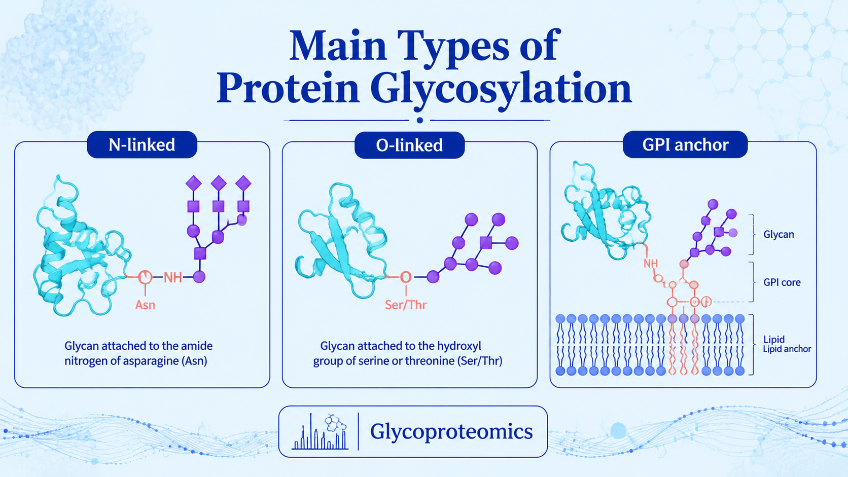 Cover image for main types of protein glycosylation