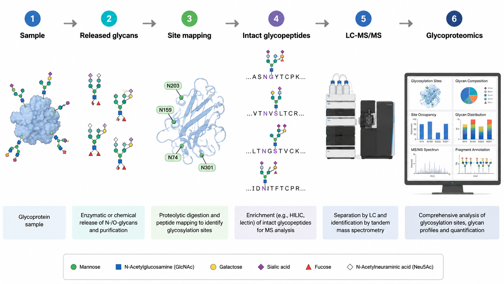 Glycosylation analysis workflow showing released glycan profiling, glycosylation site mapping, intact glycopeptide LC-MS/MS, and glycoproteomics data interpretation.