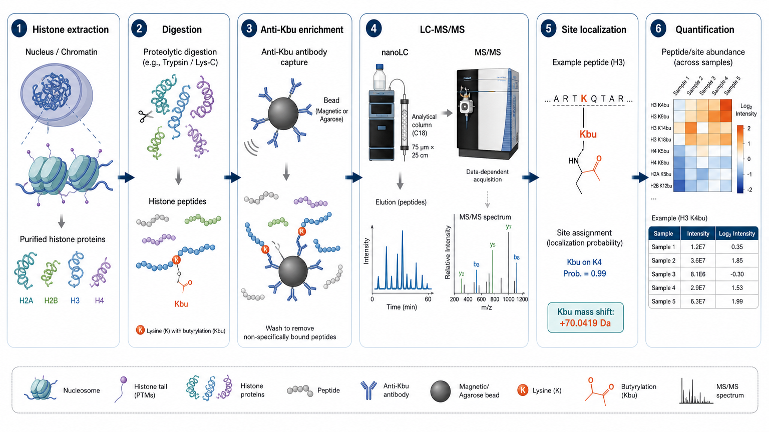 LC-MS/MS workflow for Kbu detection showing histone extraction, anti-Kbu enrichment, mass shift detection, site localization, and quantitative comparison.