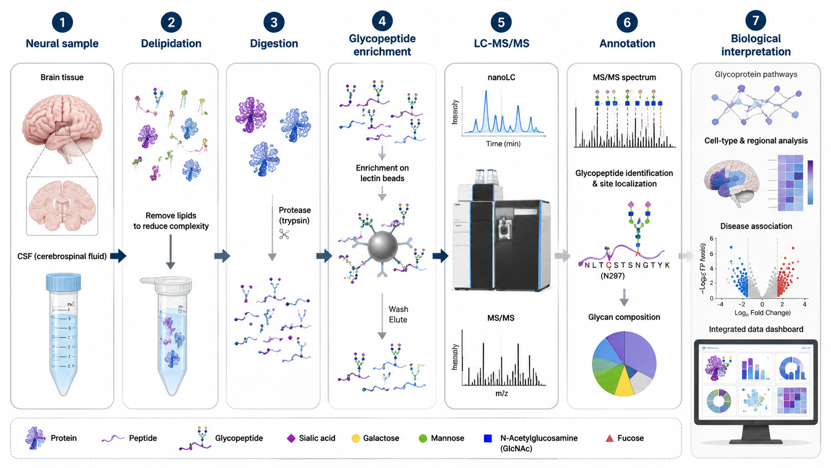 Neuroscience glycoproteomics workflow from neural sample preparation to enrichment, LC-MS/MS acquisition, annotation, and biological interpretation.