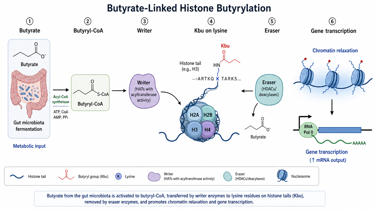 Mechanism map showing butyrate conversion to butyryl-CoA, Kbu writing on histone lysine, deacylation, and transcriptional regulation.