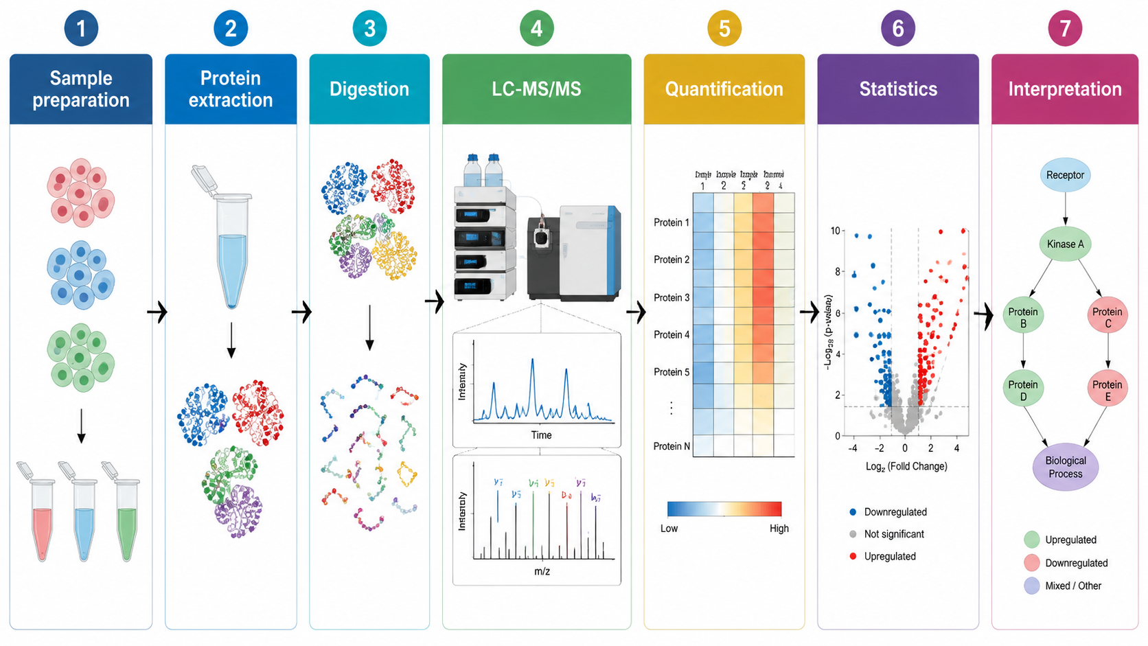 Protein expression profiling workflow from sample preparation to LC-MS/MS acquisition, quantification, statistical analysis, and biological interpretation.