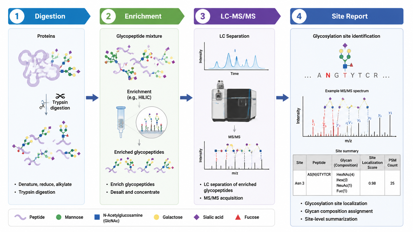 Glycosylation analysis workflow from digestion to LC-MS/MS reporting.