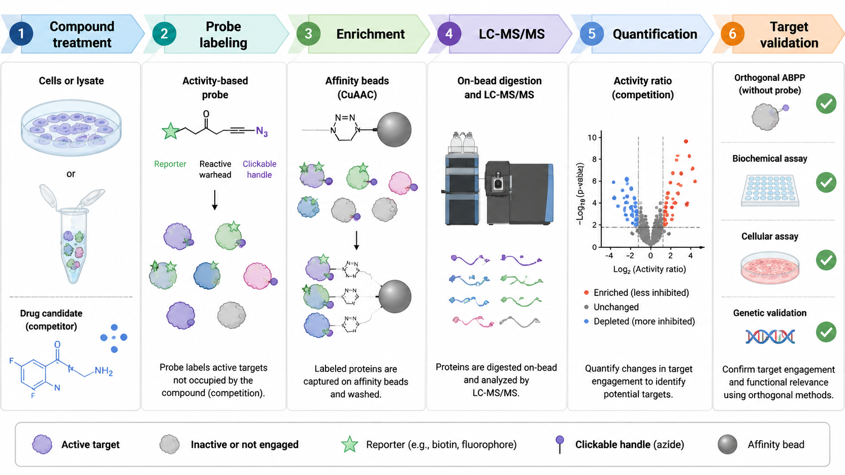 ABPP workflow showing compound treatment, activity probe labeling, enrichment, LC-MS/MS identification, quantitative comparison, and target validation.